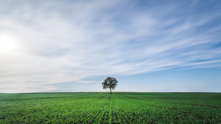 Photographie d'un arbre au milieu d'un champ